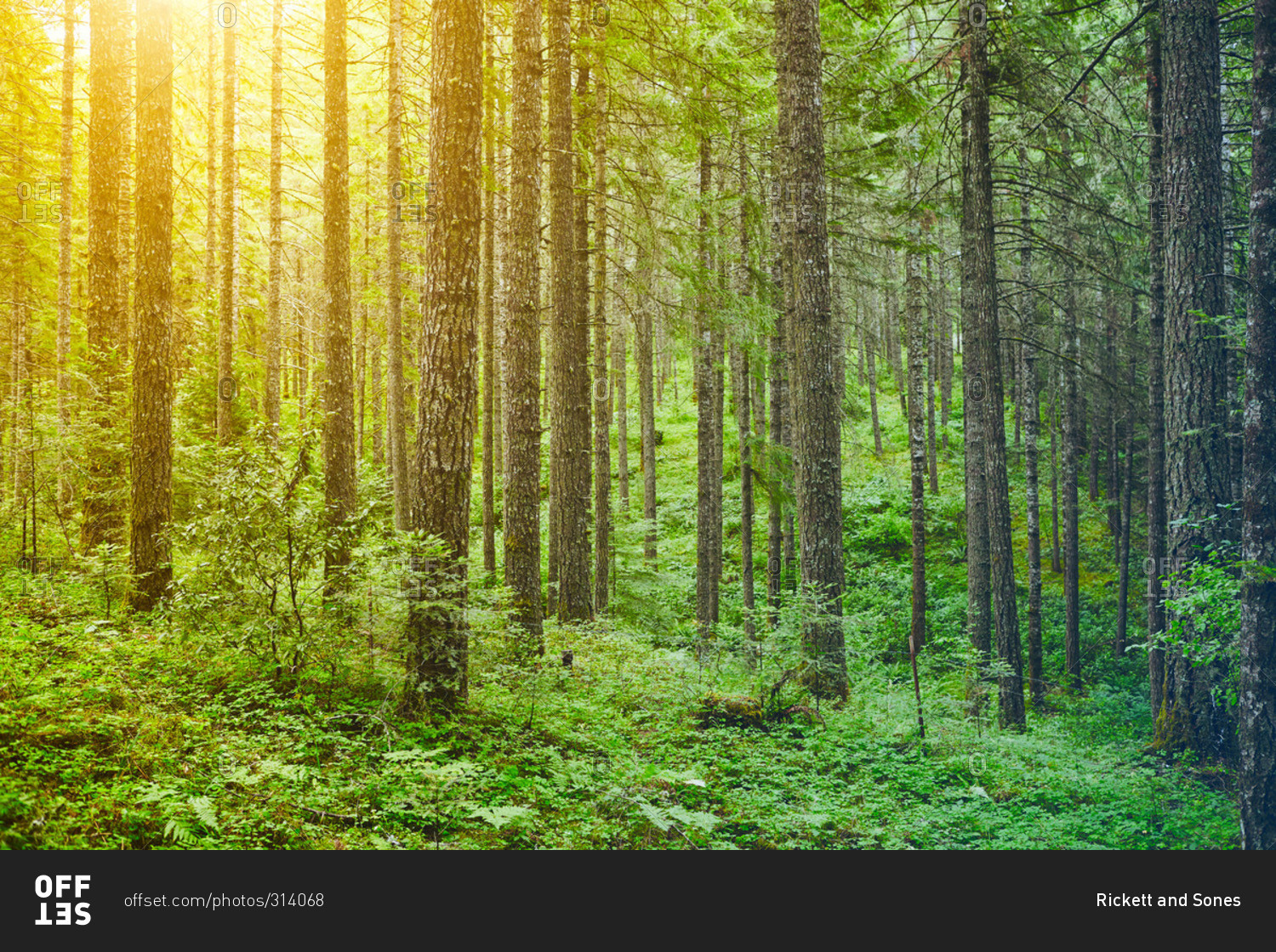 Sun dappled verdant forest