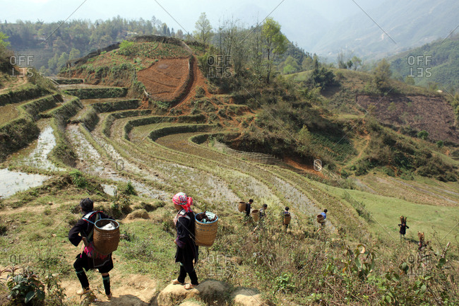 Tourists trekking with Black Hmong guides in terraced fields near Sapa, Northern Vietnam