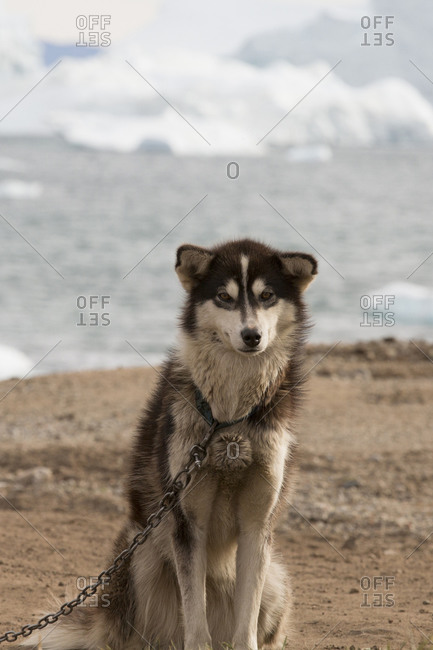 Portrait of working sled dog