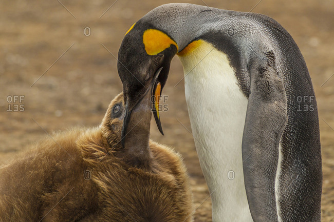 emperor penguin feeding chick