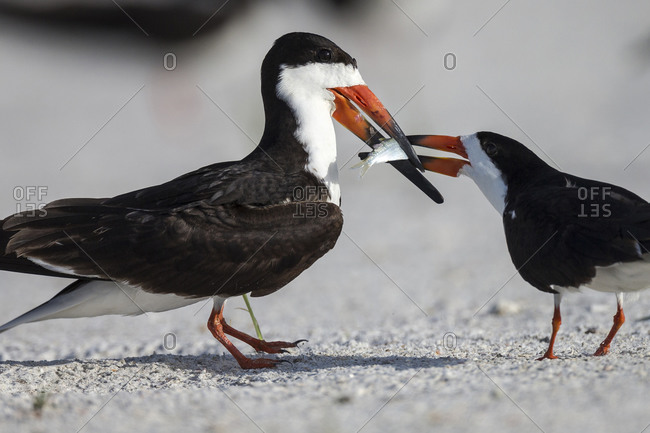 Black Skimmer protecting minnow from others, Rynchops Niger, Gulf of Mexico, Florida