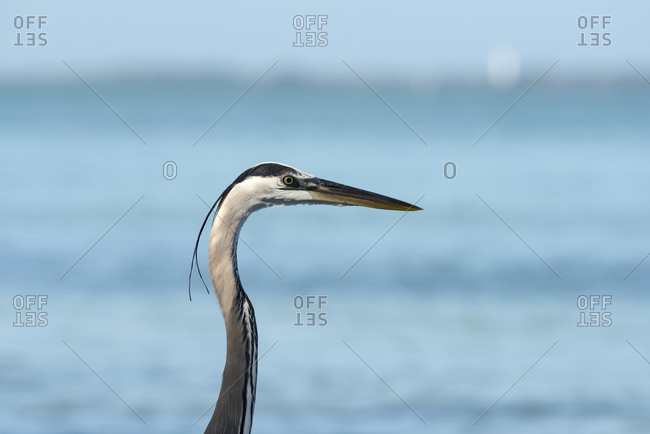 Profile of Great Blue Heron close-up