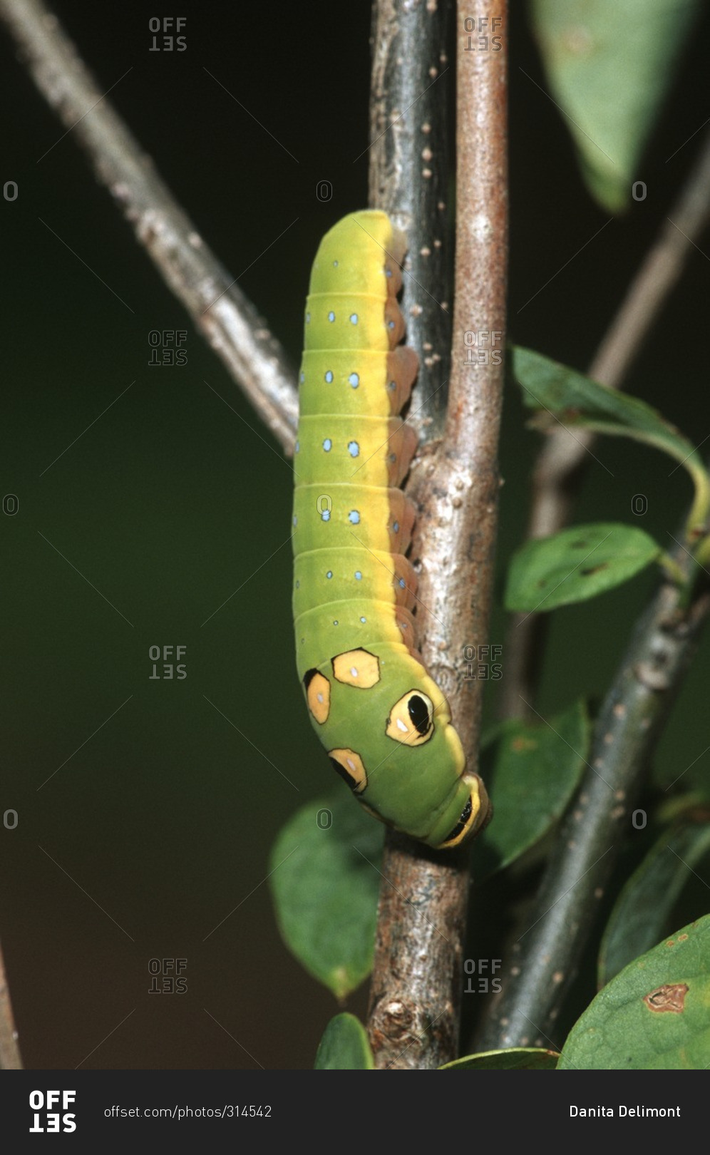 Spicebush Swallowtail (Papilio Troilus) caterpillar on Spicebush ...