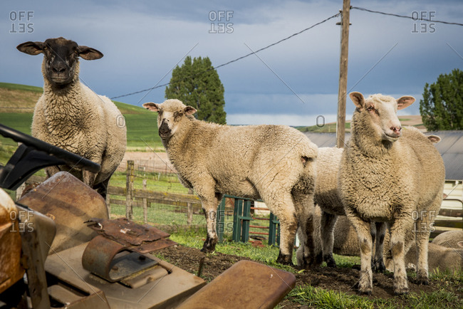 Pioneer Stock Farm (4th generation wheat farm), sheep in the barnyard