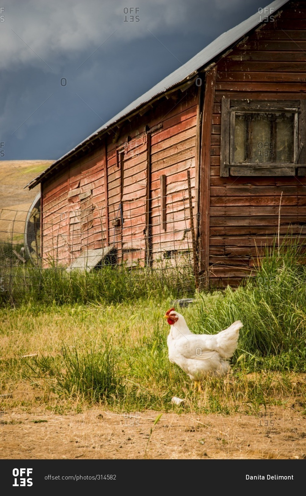 Pioneer Stock Farm, Dusty, approaching evening thunderstorm, chicken house and chickens