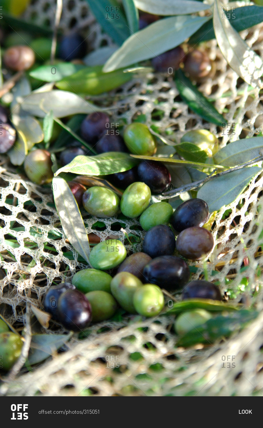Olives in a net, Umbria, Italy