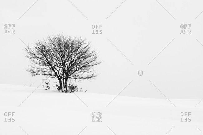 Lone tree on a ridge in Japan during winter