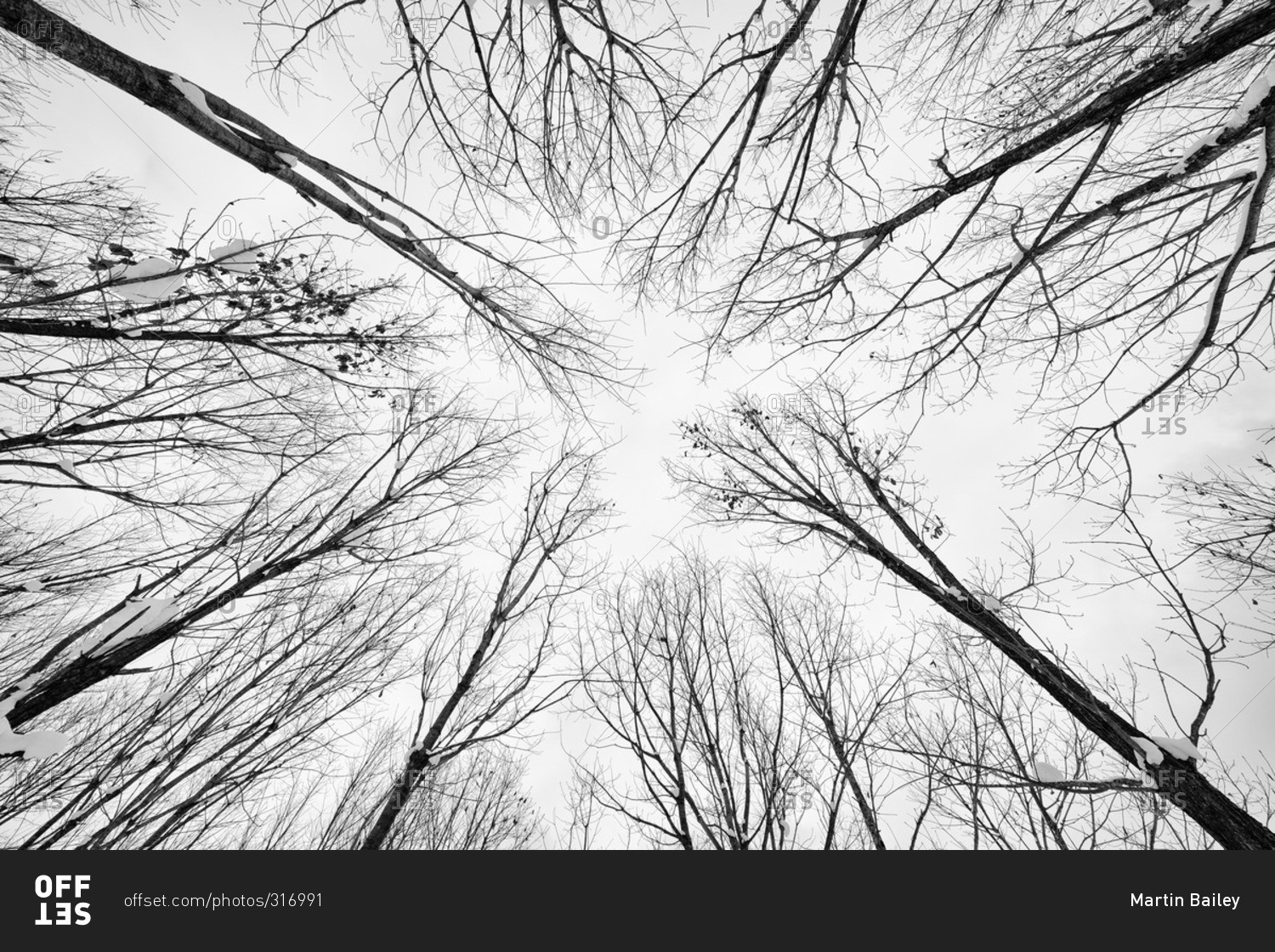 Worm's eye view of a stand of bare trees in rural Japan