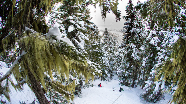 People skiing through the forest