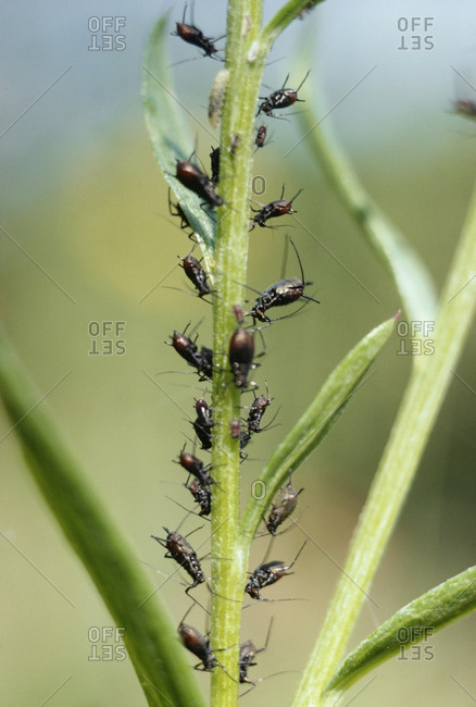 Insects on plant, close-up