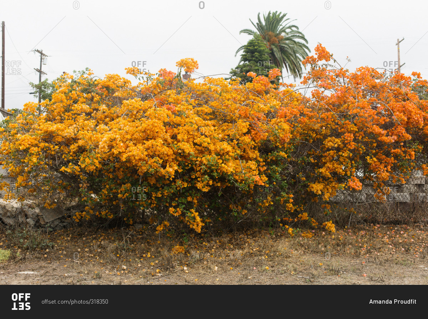orange bougainvillea
