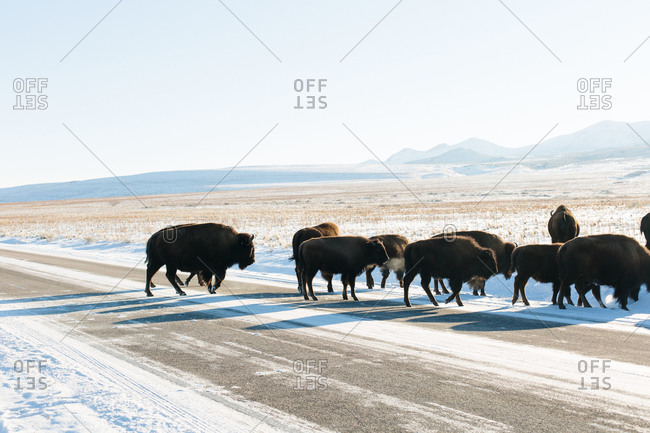 Wooly bison crossing a road into snowy field in Utah