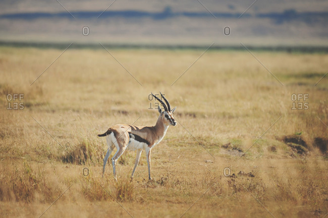 Gazelle in rural Tanzania - Offset