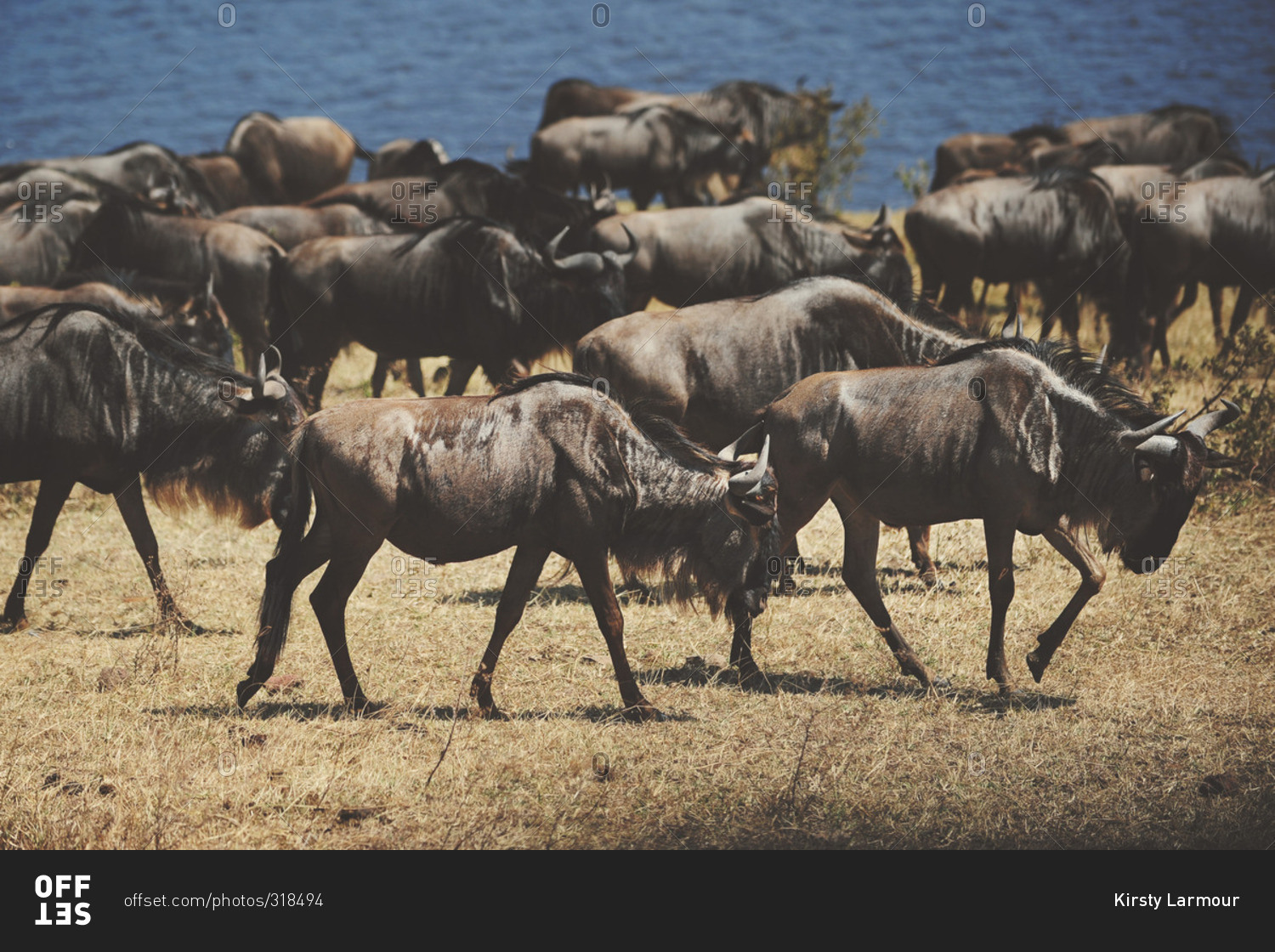 A herd of wildebeest near a waterhole in rural Tanzania
