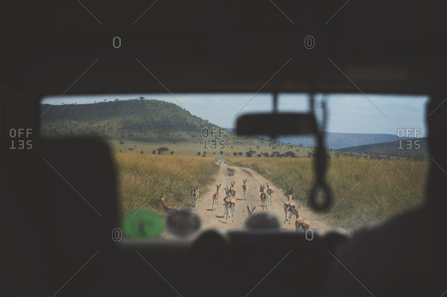 View of gazelle through the windshield of a safari vehicle on the road in rural Africa