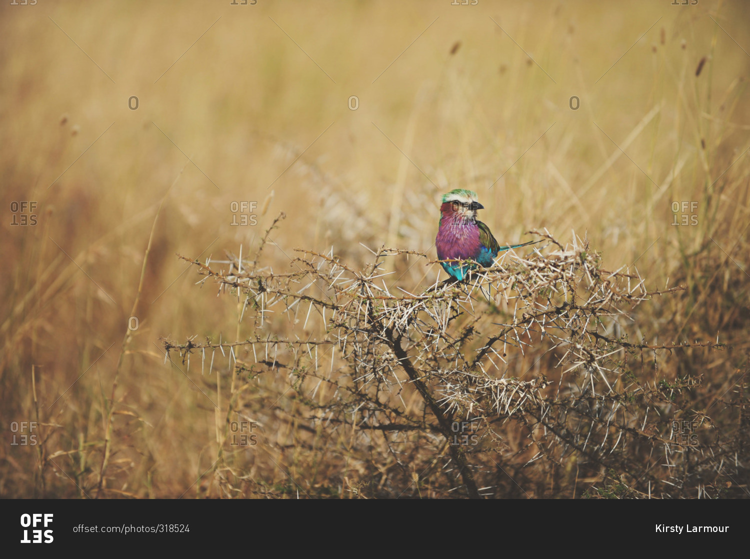Colorful Lilac Breasted Roller bird perched on a dry branch in the grass