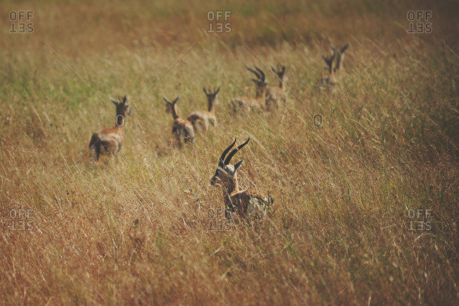 Gazelle in rural Africa - Offset