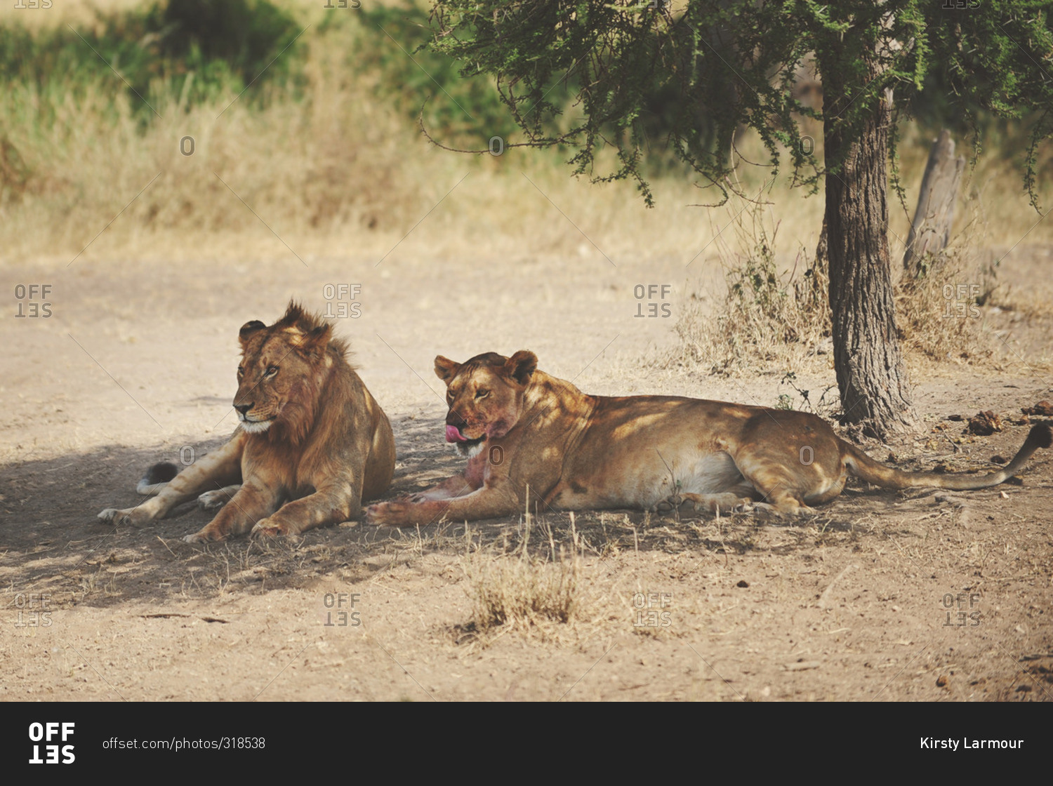 A young male lion and lioness resting under a trees in the  Serengeti