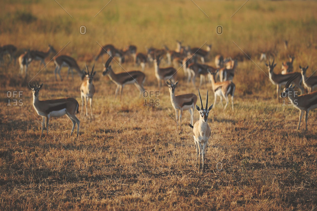 A herd of Thomson's gazelle in the Serengeti