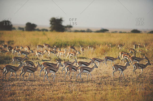 A herd of Thomson's gazelle in the African Serengeti on the move