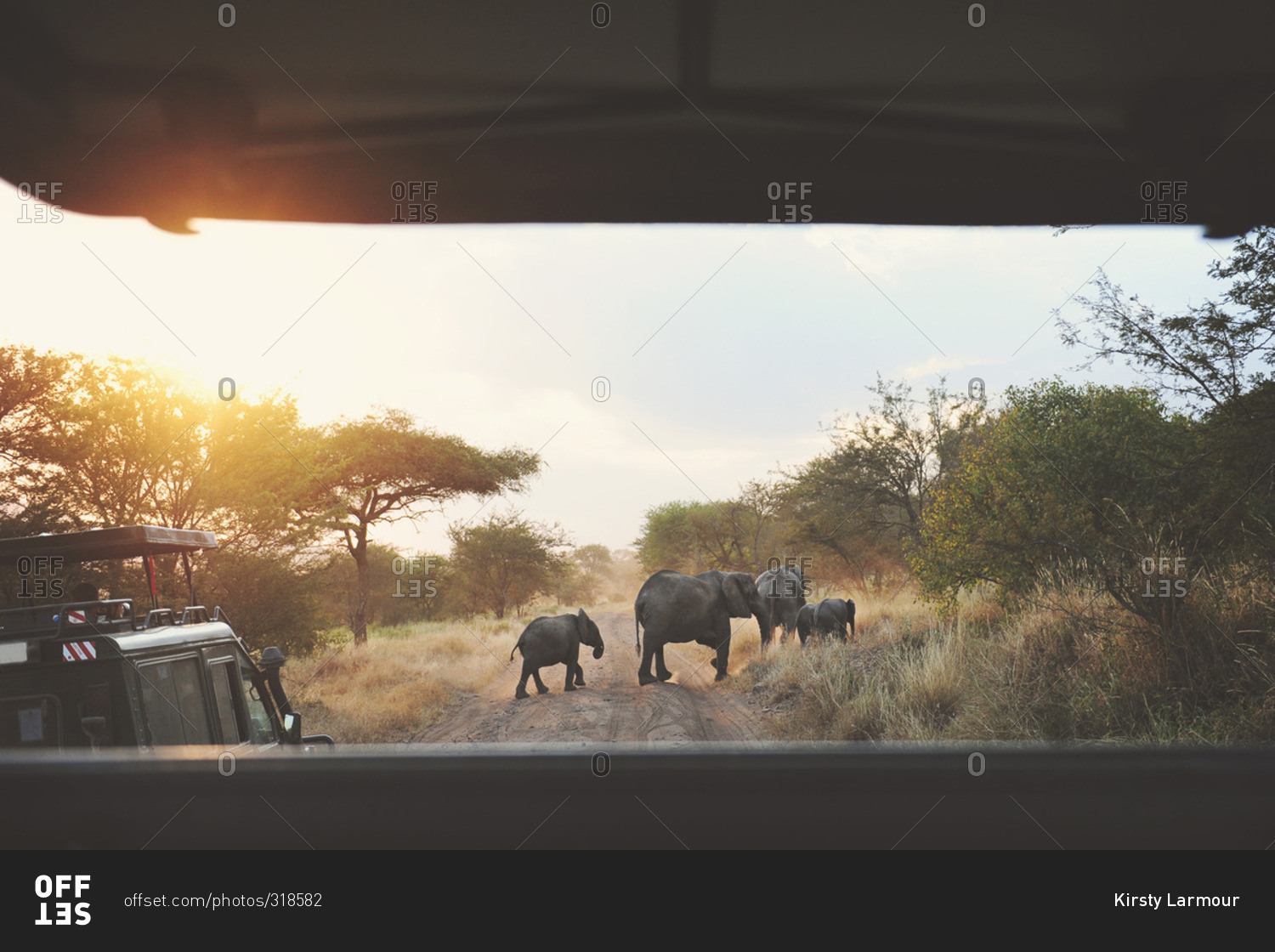 African elephants crossing road ahead of safari caravan in the African Serengeti