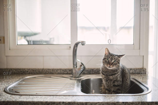 Tabby cat sitting in the kitchen sink