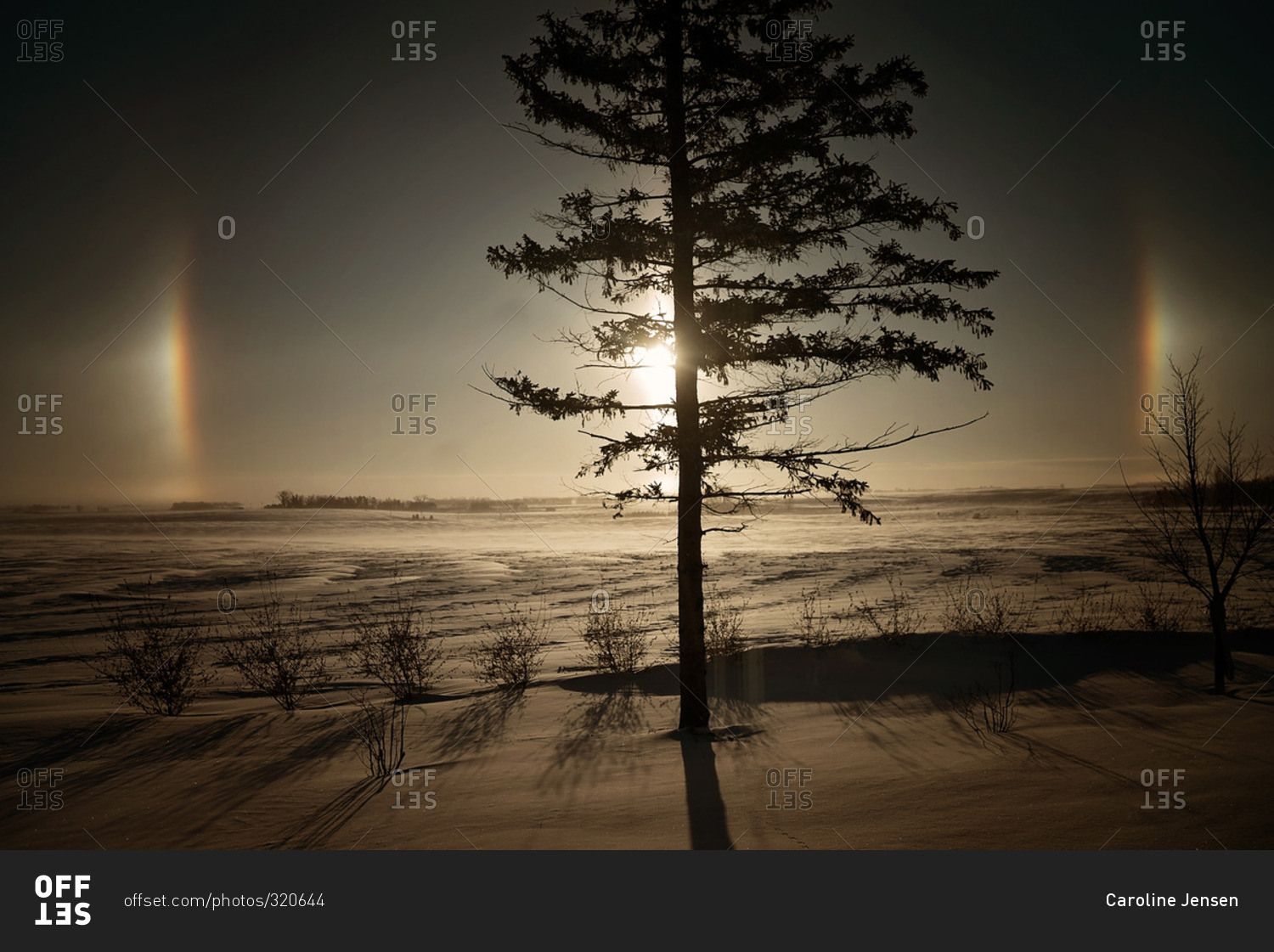 Sun dogs behind a tree in a snowy landscape