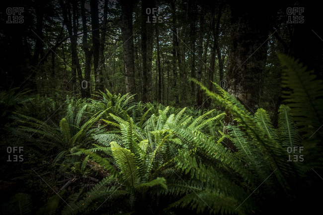 Green leafy ferns in a forest