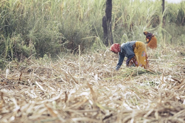 Bagalkot, Karnataka, India - November 28, 2014: People harvesting sugarcane in India
