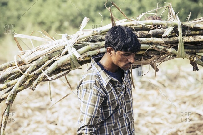 Bagalkot, Karnataka, India - November 28, 2014: Workers harvesting sugarcane in India