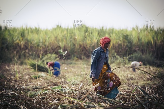 Bagalkot, Karnataka, India - November 28, 2014: People harvesting sugarcane in India