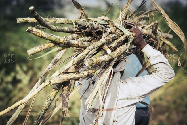 Field worker harvesting sugarcane