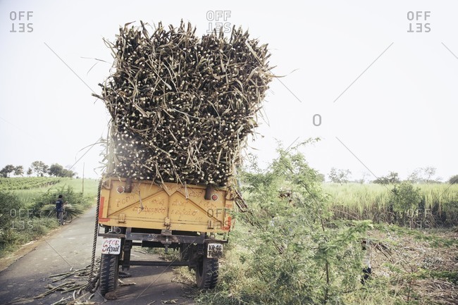 Bagalkot, Karnataka, India - November 28, 2014: Harvested sugarcane on a cart