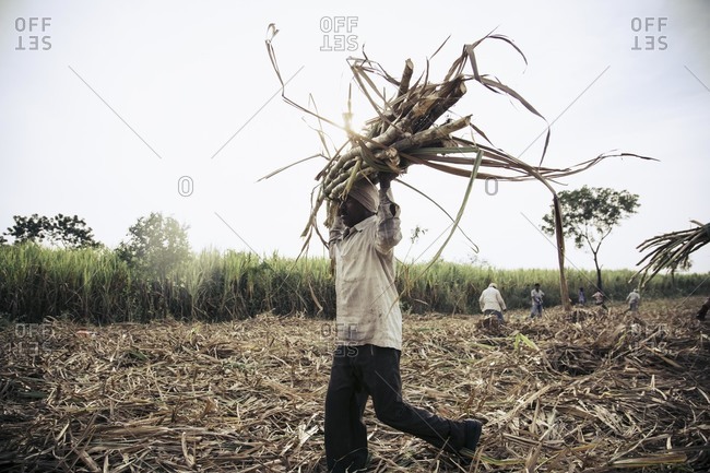 Bagalkot, Karnataka, India - November 28, 2014: Field workers harvesting sugarcane