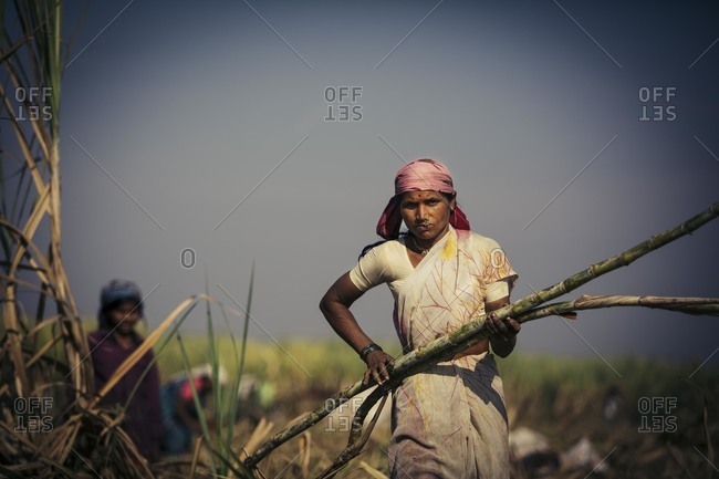 Bagalkot, Karnataka, India - November 28, 2014: Workers harvesting sugarcane crop
