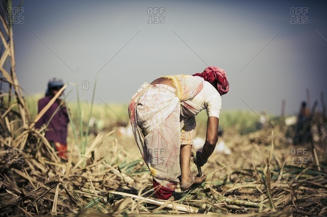 Workers harvesting sugarcane crop, India