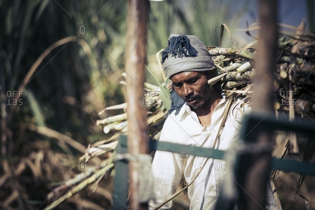 Bagalkot, Karnataka, India - November 28, 2014: Workers harvesting sugarcane field, India