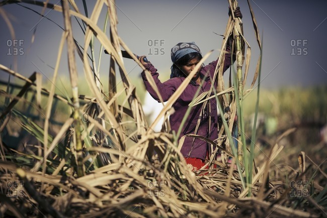 Bagalkot, Karnataka, India - November 28, 2014: Workers harvesting sugarcane, India