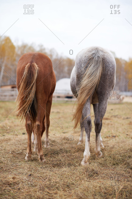 Two horses standing in a field side by side
