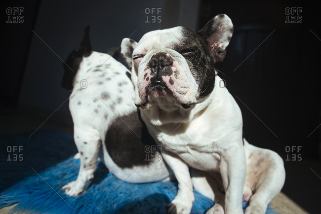 Portrait of snoozing French Bulldog leaning against another French Bulldog