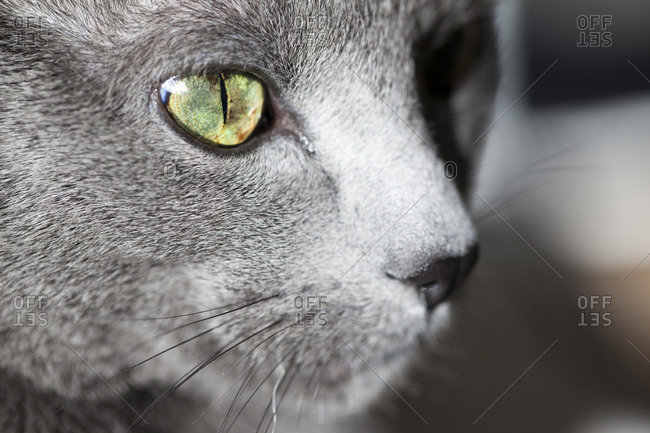 Face of grey cat, close-up