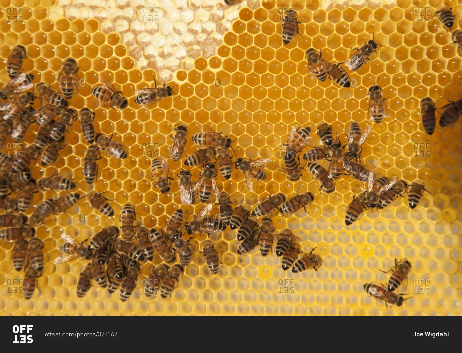 Bees making honey on a honeycomb