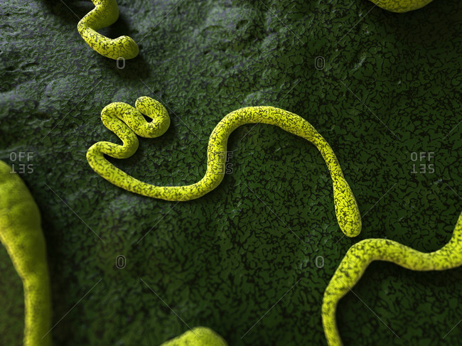Microscopic view of the Ebola virus stock photo - OFFSET Microscopic view of the Ebola virus stock photo - OFFSET