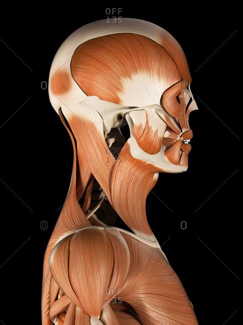 Human head and facial muscles