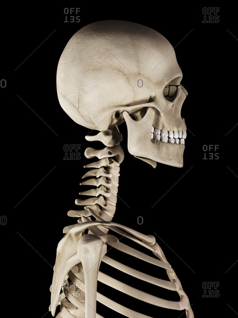Human skull on a skeleton