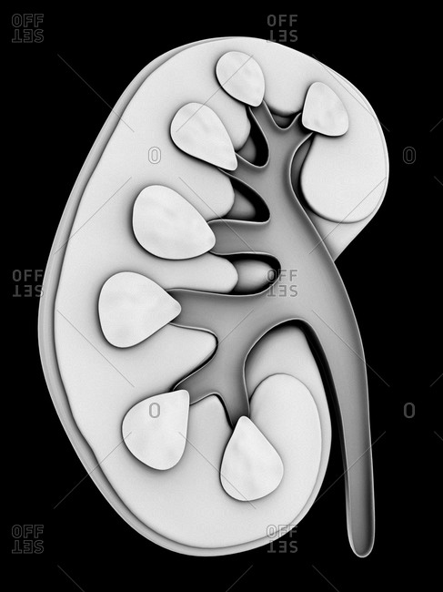 Computer artwork of a cross section of a whole healthy human kidney