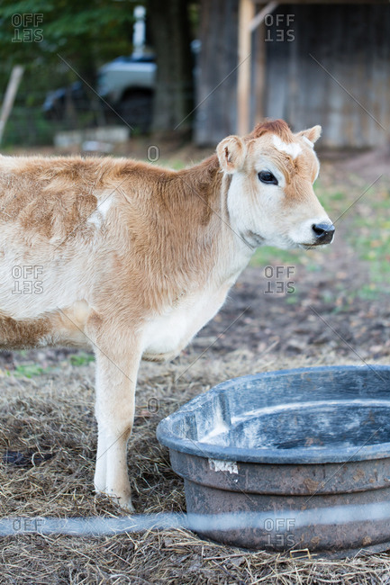 Calf standing over water trough