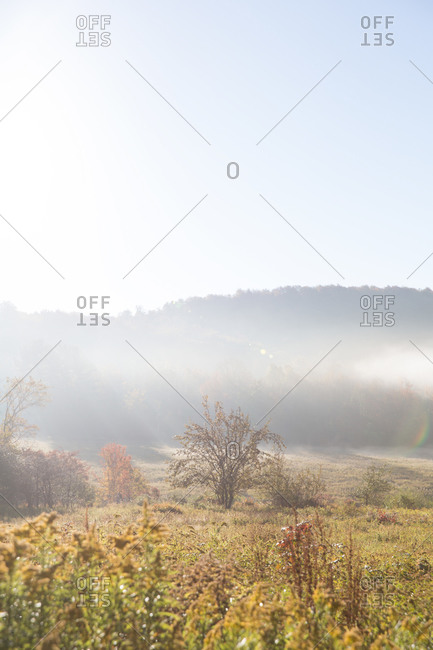 A morning mist settling over a field along a hillside