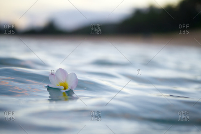 A plumeria flower adrift, off the north shore of Oahu