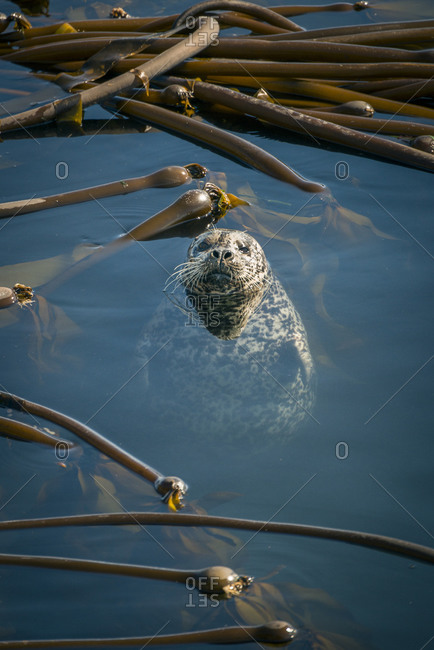 A harbor seal floats vertically in a kelp bed